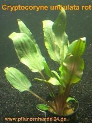 15 Töpfe Cryptocoryne undulata rot, Aquariumpflanze