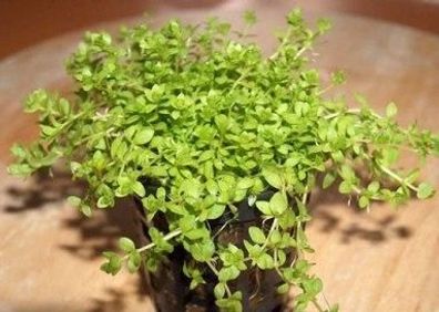 15 Töpfe Perlkraut, Vordergrundpflanze Aquarium