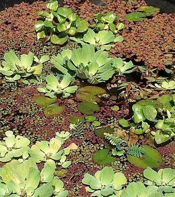 3 Krebsscheren + 3 Wassernüsse, Schwimmpflanzen für Teich