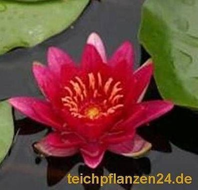 5 Seerosen, Seerose für den Teich, Farbwahl möglich