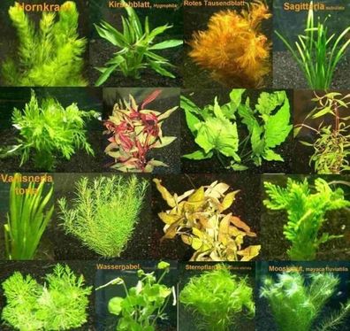 6 Bund - ca. 40 Aquariumpflanzen + Dünger, algenmindern, bunte Unterwasserwelt - Mühl