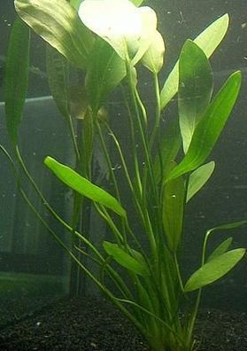 3 Töpfe Echinodorus rigidifolius, Wasserpflanzen