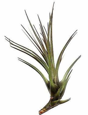 3 Stück Tillandsia pohliana, Tillandsien für Terrarien, Aufsitzerpflanzen