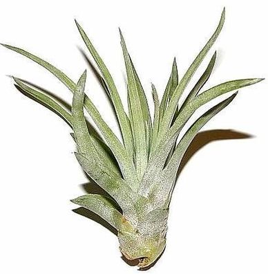 3 Stück Tillandsia sphaerocephala, Tillandsien für Terrarien, Aufsitzerpflanzen