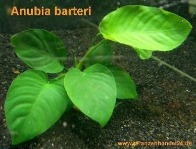 3 Töpfe Anubia Barteri, barschfest, Wasserpflanze