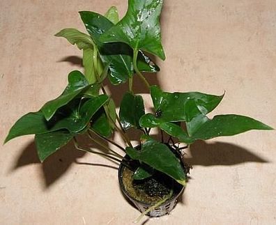 3 Töpfe Anubia gracilis, zierliches Speerblatt