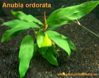 3 Töpfe Anubia ordorata, Wasserpflanzen, Anubien
