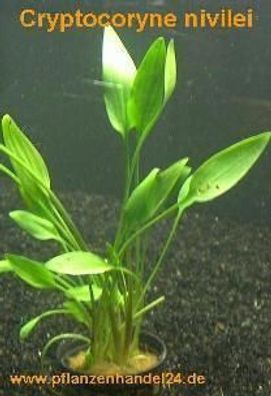 3 Töpfe Cryptocoryne nevilei, Aquariumpflanze