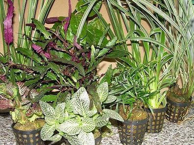 3 Töpfe Dekorpflanzen für Paludarium, Terrarium