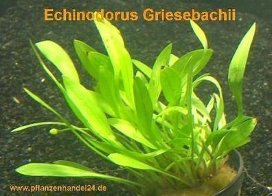 3 Töpfe Echinodorus Griesebachii, Vordergrund