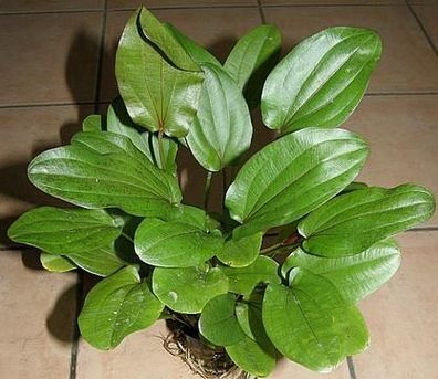 3 Töpfe Echinodorus lothario, Wasserpflanzen