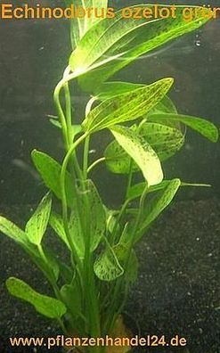 3 Töpfe Echinodorus Ozelot grün, Aquarienpflanzen