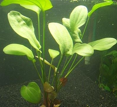 3 Töpfe Echinodorus rubra, rubin, Aquariumpflanzen
