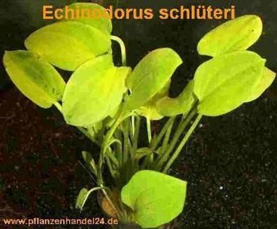 3 Töpfe Echinodorus Schlüteri, Wasserpflanzen