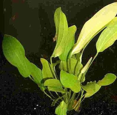 3 Töpfe Echinodorus uruguayensis, Uruguay