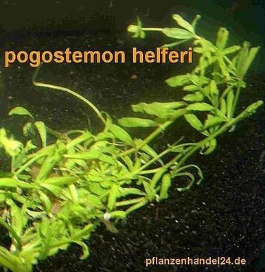 3 Töpfe Pogostemon helferi, Vordergrundpflanze