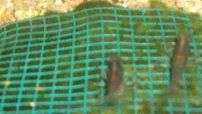 3 Wassergras Matte mit Gitter 15x10 cm, Moos