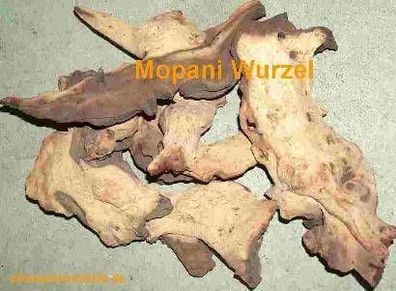 3 Wurzeln aus Mopaniholz ca. 20-25 cm, Mopani, Wurzeln