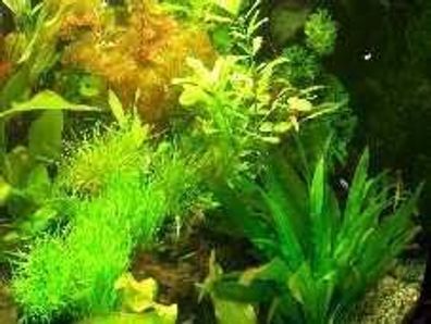 30 Aquarienpflanzen + 1000 ml getrock. Wasserflöhe