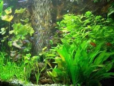 30 Aquarienpflanzen und 1000 ml Flockenfutter