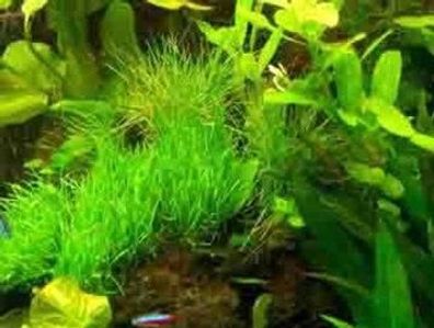 30 Aquarienpflanzen und 2 Topf Neuseelandgras