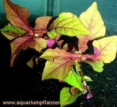 5 Bunde Hemigraphis species, farbenprächte Pflanze