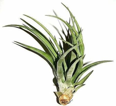 5 Stück Tillandsia disticha, Tillandsien für Terrarien, Aufsitzerpflanzen