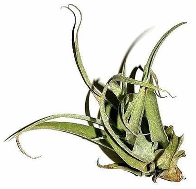 5 Stück Tillandsia pruinosa, Tillandsien für Terrarien, Aufsitzerpflanzen