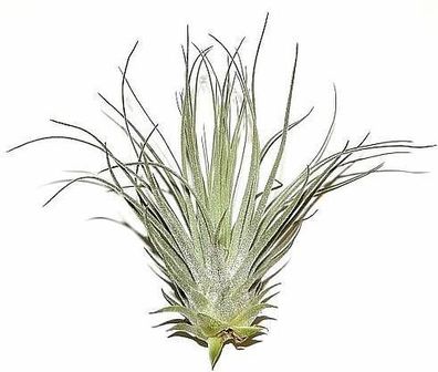 5 Stück Tillandsia tectorum, Tillandsien für Terrarien, Aufsitzerpflanzen