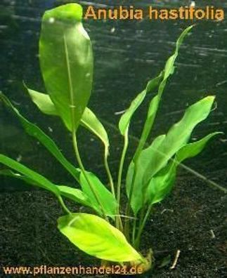 5 Töpfe Anubia Hastifolia, große Wasserpflanze