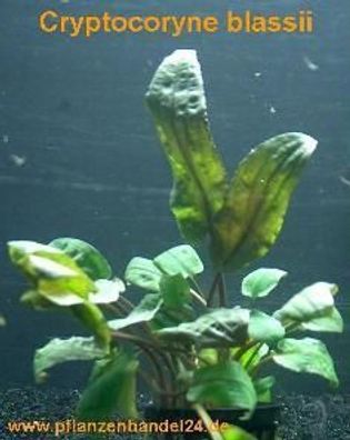 5 Töpfe Cryptocoryne blassii, Tropica, Aquarium