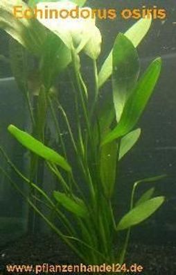 5 Töpfe Echinodorus Osiris, Aquariumpflanzen