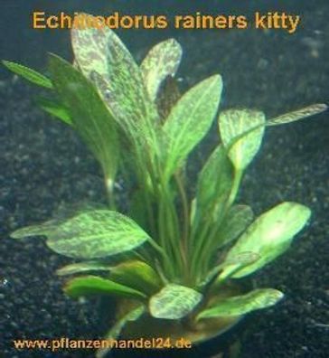 5 Töpfe Echinodorus Rainers kitty, Wasserpflanzen