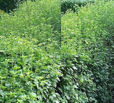 50 Stecklinge Zierjohannisbeere für 10 Meter Hecke