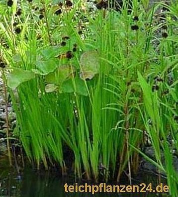 Startsortiment für Gartenteich Pflanzen, Bakterien