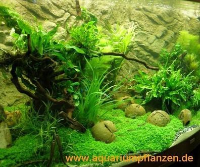 Mühlan - 4 getopfte Wasserpflanzen, 6 Bund Aquarienpflanzen + 2 Mooskugeln + Dünger -