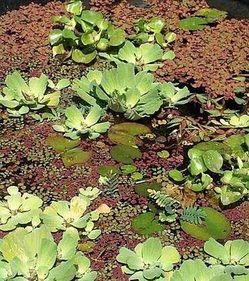 Schwimmpflanzen Mix 4 Sorten für Teich gegen Algen
