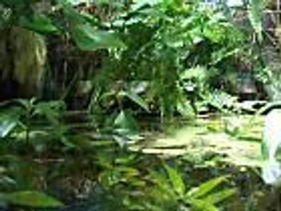 Pflanzenset für Regenwald Paludarium Terrarium