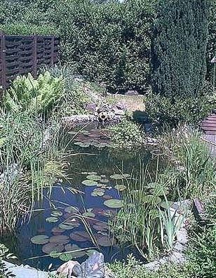 Über 20 Wasserpflanzen für den Gartenteich, Teich