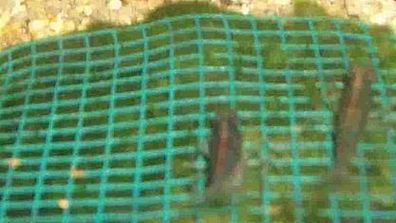 Wassergras Matte mit Gitter 15x10 cm, Moos