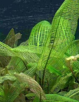 Aponogeton Mix 3 verschiedene Sorten, Topfpflanzen