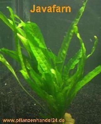 Aquarienpflanzen Set Brackwasser Aquarium 500-600l