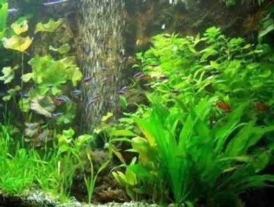 Premium Wasserpflanzensortiment für 400 l Aquarium