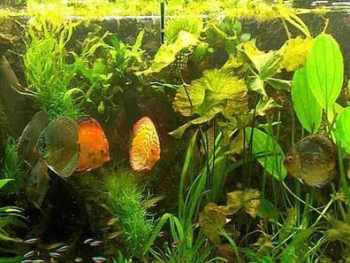 Wasserpflanzen für 120 l Diskus Aquarium + Dünger