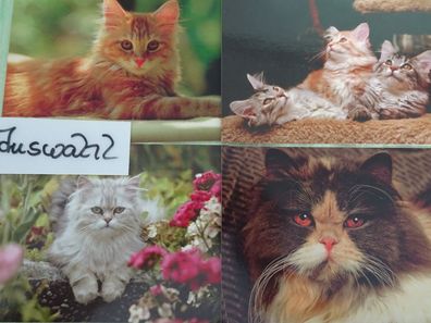 alte Postkarten AK dpu Obpacher Germany Tiere Katzen Set-Auswahl