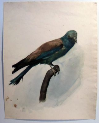 Aquarell Kipp um 1910 Vogel / 5798