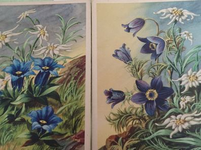 2 sehr alte Postkarten AK Felix Korn Künstlerkarte Edelweiß Alpenblumen