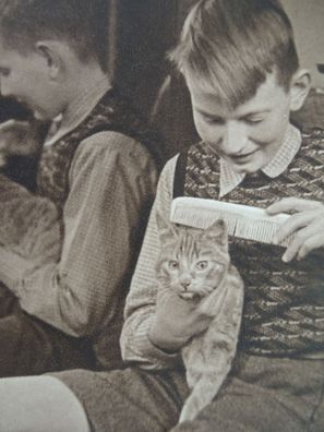 alte Postkarte Rudolf Schneider Ferdinand Urbahns Foto Junge kämmt Katze