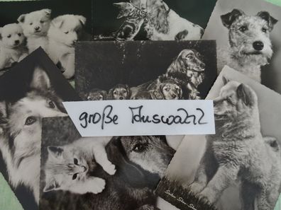 alte Postkarten s/ w Defot Photo Tiere Hunde mit Sprüchen