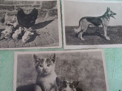 3 sehr alte Postkarten KF Katzen Schäferhund Henne Küken Tiere s/ w